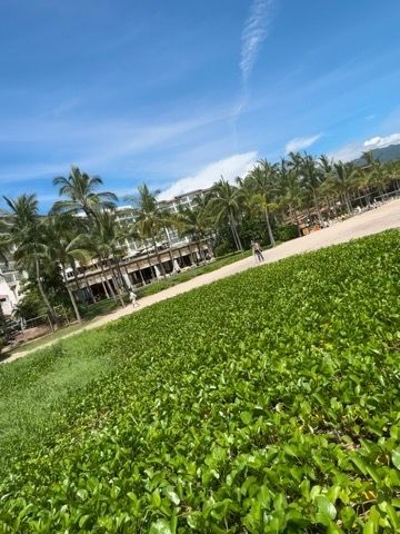Trabajos de campo de GeoSolutions en el predio del Hotel Fiesta Americana, Puerto Vallarta